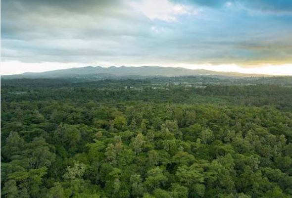 The KFS Oloolua Forest proposed 25km solar-powered fence aims to curb illegal logging, improve security, protect wildlife, and conserve the 618-hectare forest.