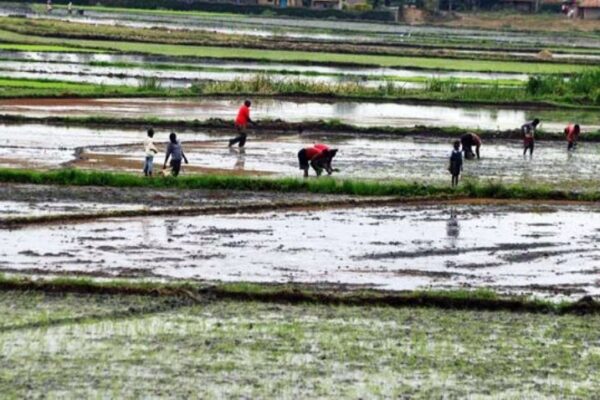 In Kenya's Tana River Basin, the solution to a climate challenge did not emerge from a laboratory or a government office. It came from the farmers themselves.