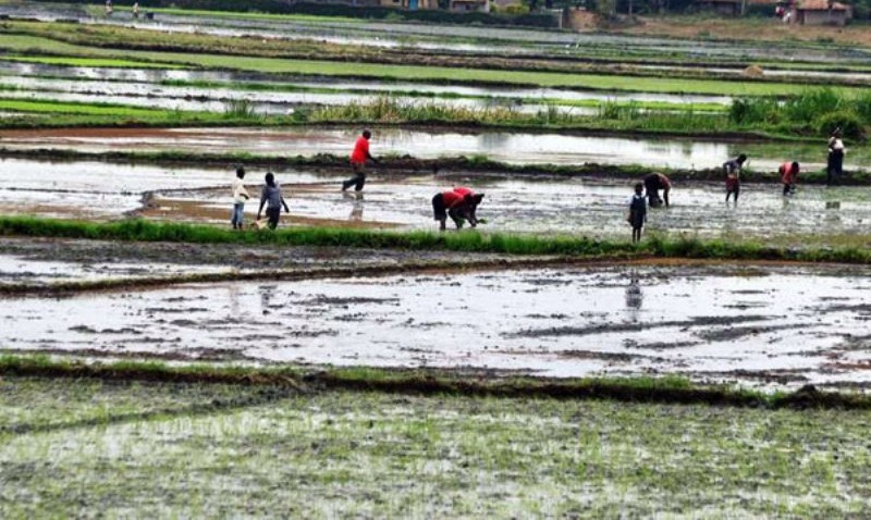 In Kenya's Tana River Basin, the solution to a climate challenge did not emerge from a laboratory or a government office. It came from the farmers themselves.