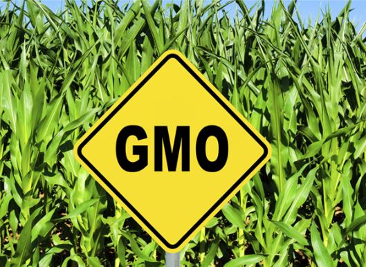 Approved GMO List: Kenya Biosafety Authority Tightens Import Controls on Genetically Modified Products